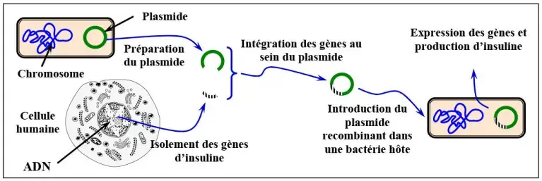 Le génie génétique: Principes et techniques